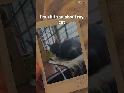 Sadness my cat died