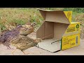 Simple Unique Quick Bird Trap Using Cardboard Box The Best Quail Trap