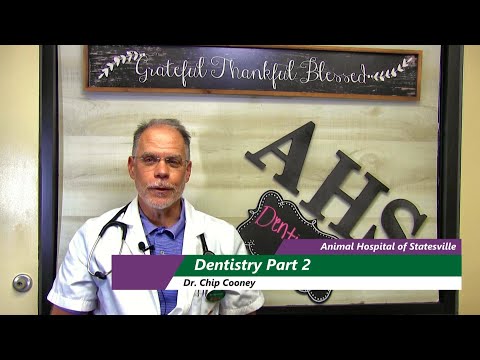 Basic Dental Cleaning