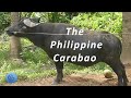 The Life of the Carabao (Kalabaw)
