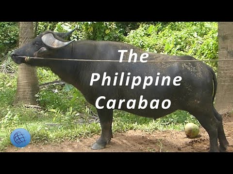Life of the Carabao (Kalabaw)