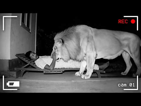 Dangerous Animals Turn Friendly🦁😍Adorable but Wild