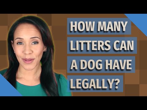 How many litters can a dog have legally?