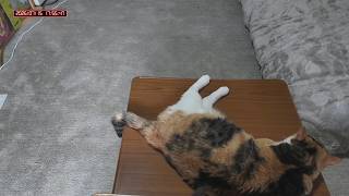 三毛猫フミちゃん　 LIVE配信　2026年7月15日　calico cat　(LIVE stream)