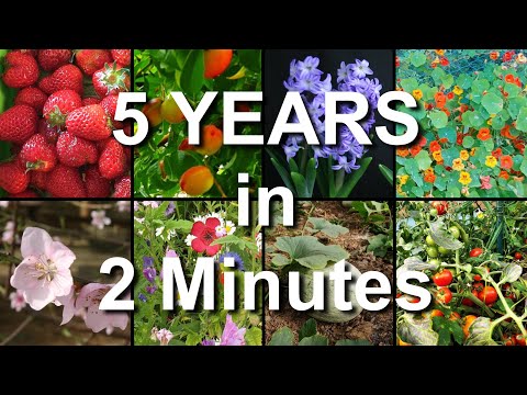 Growing Plants Timelapse Compilation - 5 YEARS in 2 Minutes
