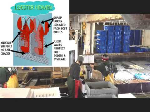 download lagu mp3 mp4 Lobster Shipping Boxes, download lagu Lobster Shipping Boxes gratis, unduh video klip Lobster Shipping Boxes