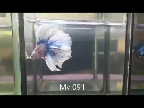 (MV-091) Purple Grizzle Fancy Double Tail Halfmoon Male Betta