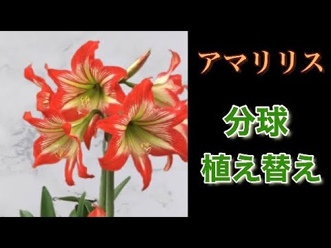 アマリリスの花