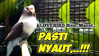 Download lagu LOVEBIRD MACET,  Bisu dan Malas Bunyi, Bakal Cepat Nyaut Bunyi Saat Dengar SUARA LOVEBIRD GACOR INI mp3 Download lagu LOVEBIRD MACET,  Bisu dan Malas Bunyi, Bakal Cepat Nyaut Bunyi Saat Dengar SUARA LOVEBIRD GACOR INI mp3