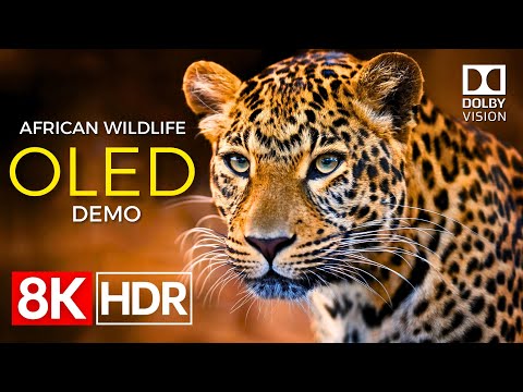 African Wildlife OLED Demo HDR 8K Ultra HD Dolby Vision™ 60fps