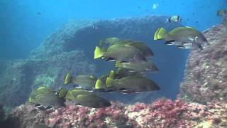preview picture of video 'Rivemar La Azohia Dive center'