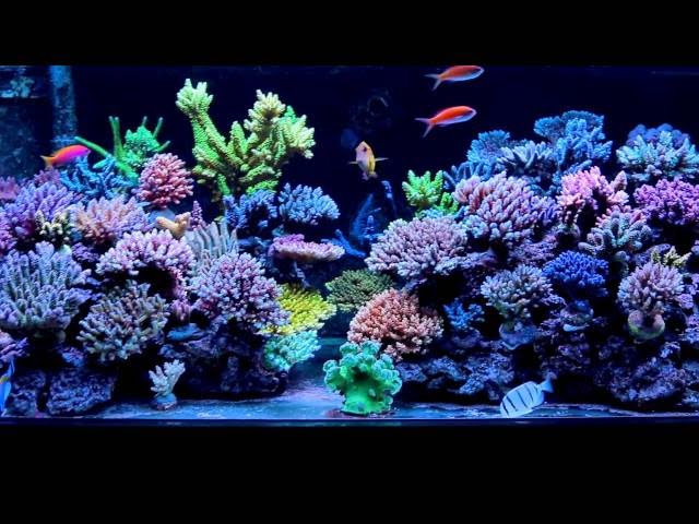 Krzysztof Tryc - reef tank 09-2016