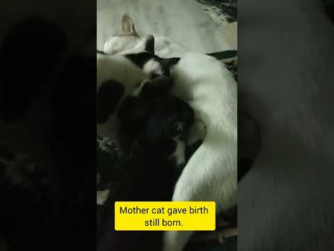 Grown Up Kittens Fighting For Breast Milk || Funny Video