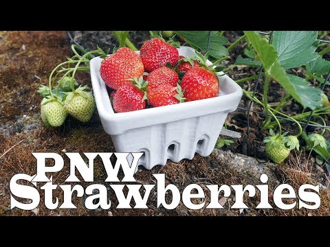download lagu mp3 mp4 Best Strawberry Plants For Pacific Northwest, download lagu Best Strawberry Plants For Pacific Northwest gratis, unduh video klip Best Strawberry Plants For Pacific Northwest