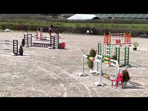 Chetlag X Convoi 8y gelding Arena Welequi 140 class