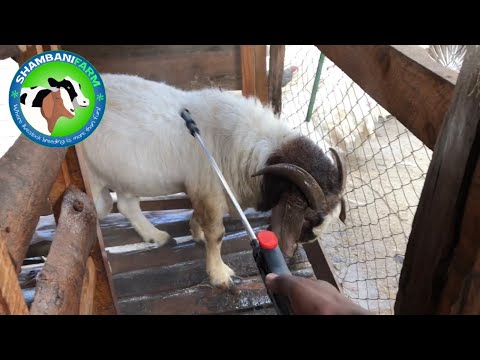 YouTube video about: Can you use dog flea treatment on goats?