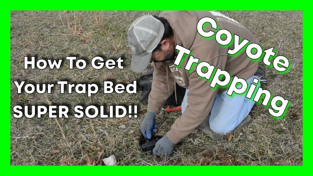 Coyote Trapping: How To Bed A Trap SOLID!