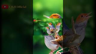 Download lagu Suara Pikat Prenjak Atas Paling Ampuh #pikat #prenjak #prenjakkepalamerah mp3