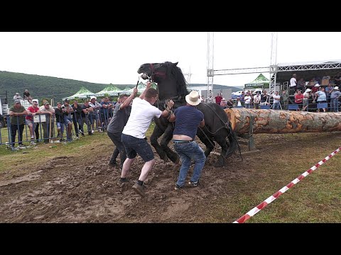 Draught horses singles competition Gilău - Cluj July 10, 2021