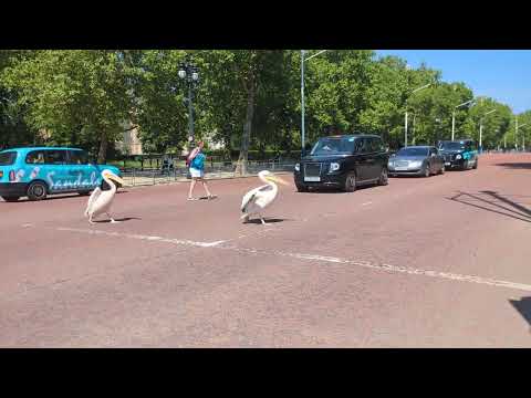 A London Pelican crossing.