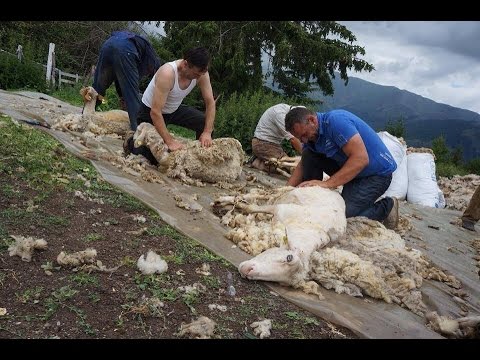 Do kendoj bagetin Gezim Nika