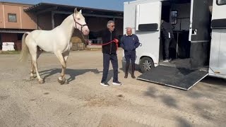 Andrea Bocelli prima della serata finale a Sanremo 2026 va a Spirano a comperare un cavallo
