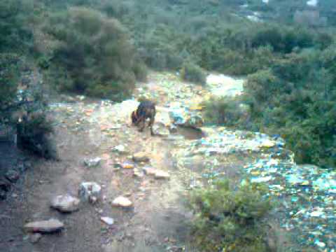 Ntoros Lagou Gkekas Burhan