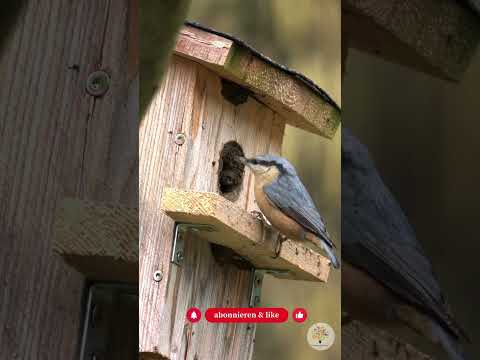 Nistkasten im Herbst: 3 Fehler, die du vermeiden musst (und die Lösung)