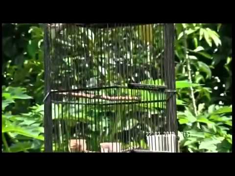 Download Burung Ciblek Gunung Masteran Gacor Mp3 dan Mp4 Terbaru Gratis