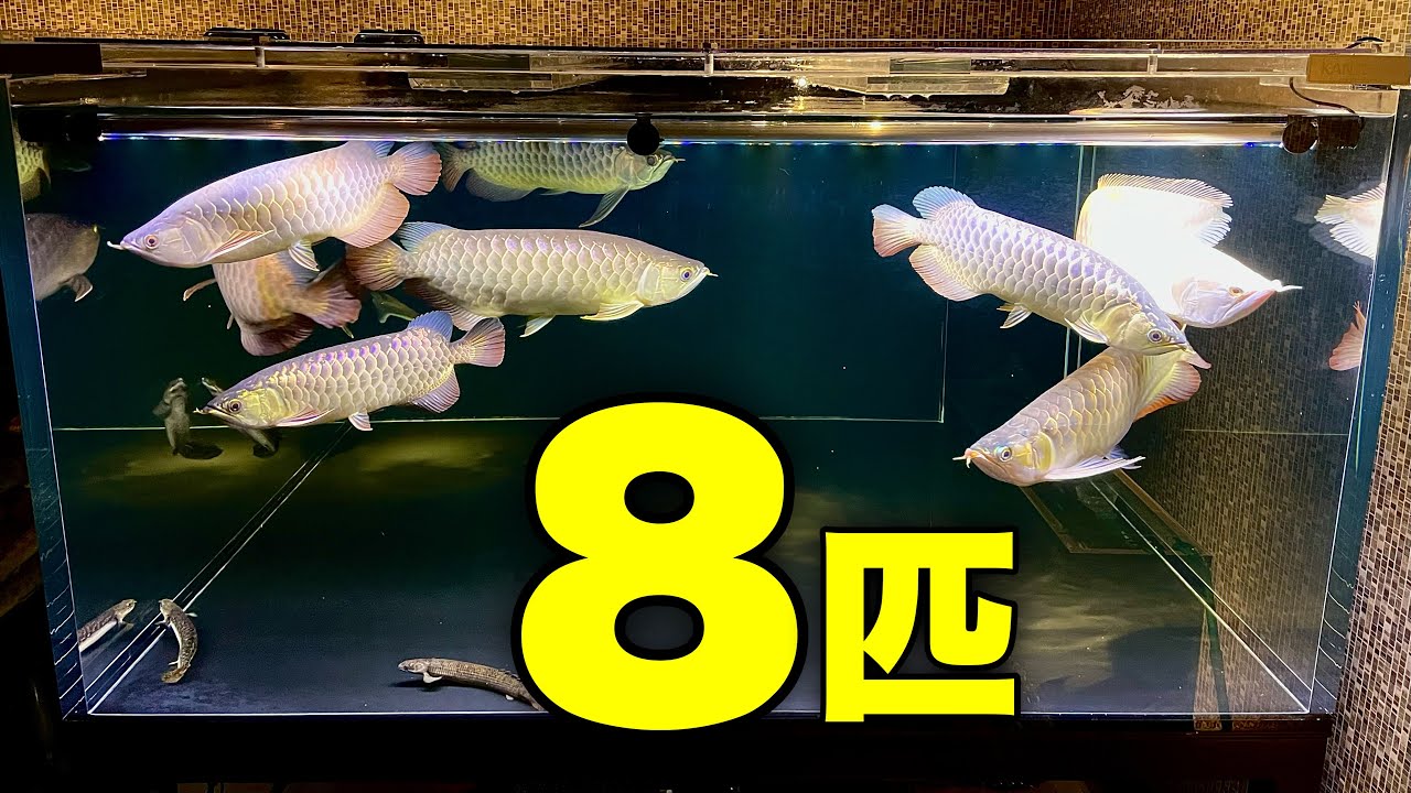 アジアアロワナお迎えからのブンキャオ水中LEDライト設置