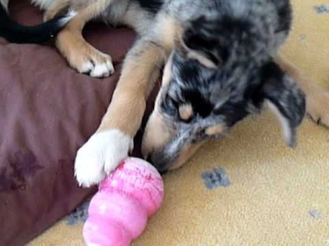 Husky cross collie loves his Kong