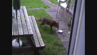 3 Foxes And A Squirrel. ᴴᴰ