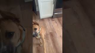 Video preview image #1 Boxer-Unknown Mix Puppy For Sale in Woodbury, NY, USA