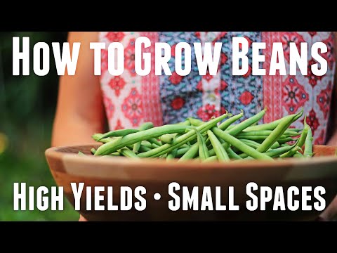 , title : 'How to Grow Bush Beans - Ultimate Guide For High Yields'