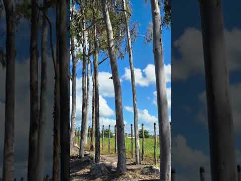 São Joaquim do Monte em PE