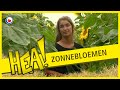 HEA! Zonnebloemen