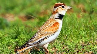 Download lagu Suara Burung MONGOLIAN LARK dijamin MANTAP untuk MASTERAN MURAI BATU BRANJANGAN CENDET dan lainnya mp3 Download lagu Suara Burung MONGOLIAN LARK dijamin MANTAP untuk MASTERAN MURAI BATU BRANJANGAN CENDET dan lainnya mp3