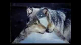 La ballade du chien loup   Nana Mouskouri