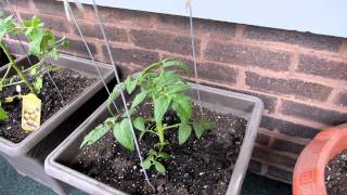 Container Gardening Season 4 - Week 1: We're Back Baby!