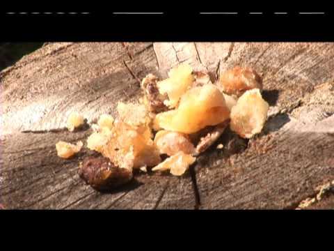 download lagu mp3 mp4 Spruce Gum Uses, download lagu Spruce Gum Uses gratis, unduh video klip Spruce Gum Uses