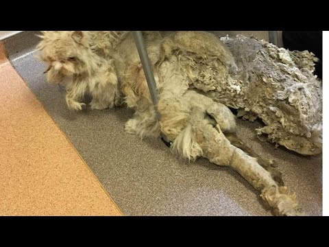kitty has 5 pounds of matted fur after being found in a basement