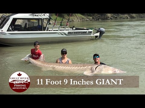 Great River Fishing: Fraser River Canyon Sturgeon Fishing Experience