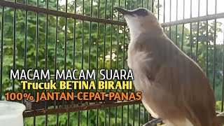Download lagu Trucuk BETINA memanggil Jantan Suara Birahi Ngecuplik 100% pancingan trucukan gacor agar BUNYI EMOSI mp3