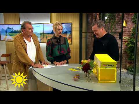 "Andas djupt!" Nervöst trisskrap för skogsägare Söderström - Nyhetsmorgon (TV4)