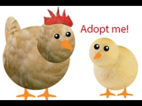 Chicken Pet Game Video