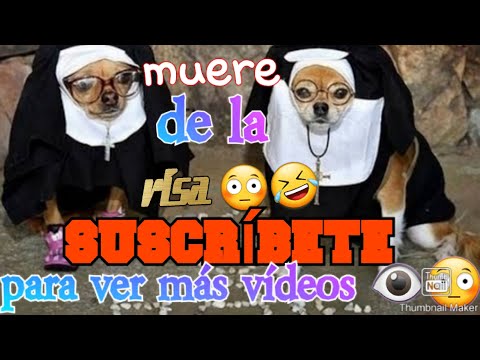 ¡LOS ANIMALES DIVERTIDOS FALLAN! - ¡INTENTA NO RETAR EL RETO!