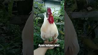 Download lagu Ayam ketawa mini imut menggemaskan 😁 mp3 Download lagu Ayam ketawa mini imut menggemaskan 😁 mp3