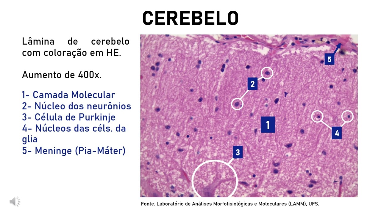 Videoatlas de Tecido Nervoso PARTE 1