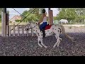 Appaloosa black l&eacute;opard de 6 ans - Poney D