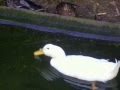 le canard blanc 